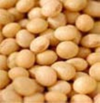 Soybean P.E.